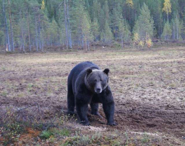 Кормовые и защитные условия на территории Демянского и Валдайского районов оптимально подходят для бурых медведей.