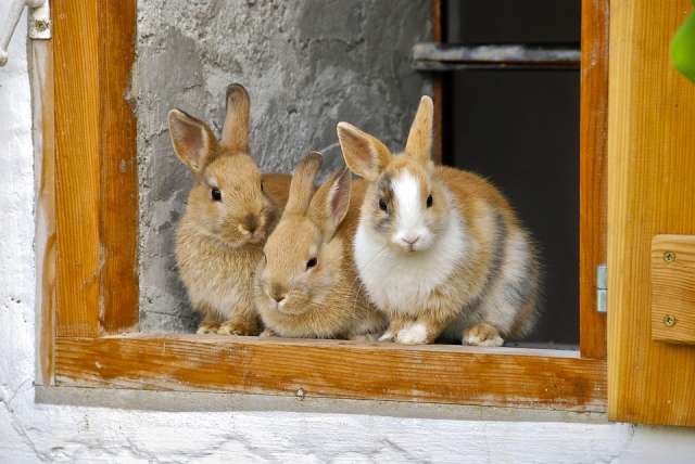 Парфинец украл четырёх кроликов мясных пород «Великан» и «Калифорния», сетку для забора и девять рулонов виниловых обоев.