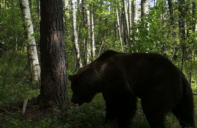 Закономерность распределения медведя в заповеднике практически не меняется, динамична лишь его численность и структура.