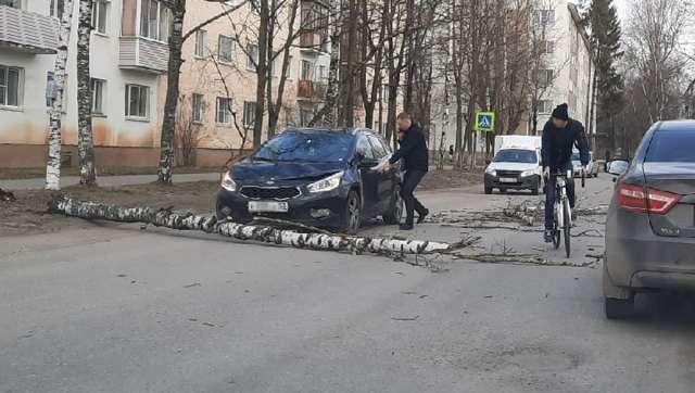 Согласно экспертизе ущерб от упавшего на машину дерева составил более 275 тысяч рублей.