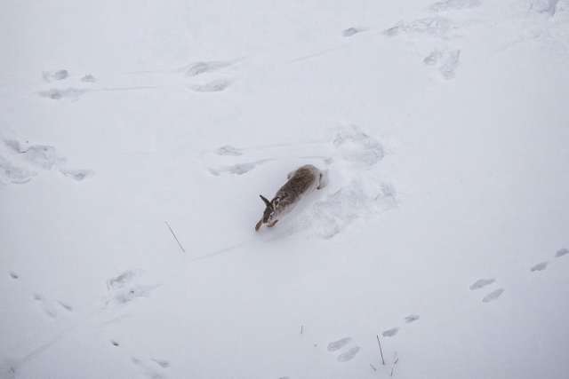 «Улов» с зимнего полёта в районе Нанино и Волховца составили две лисы и заяц.