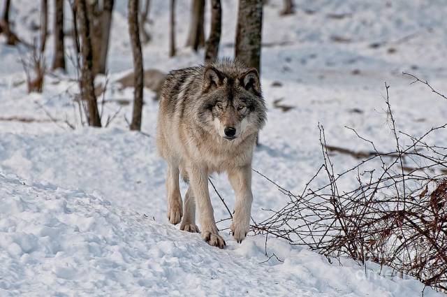Сейчас снега много: добыть лося может только очень сильная стая. Поэтому одиночные волки и пары выходят к населёным пунктам — есть собак.