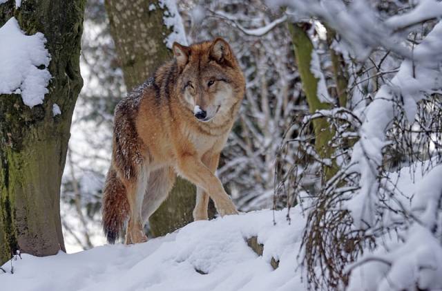 По итогам 2021 года в охотничьих угодьях области добыли 427 волков.