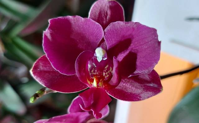 На пике интереса к выращиванию орхидей в домашнем хозяйстве Мельниковой насчитывалось три сотни растений.