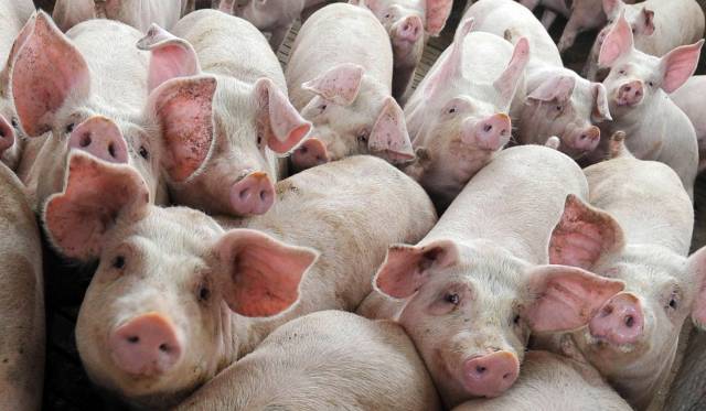 В 2021 году в регионе было зарегистрировано девять очагов африканской чумы свиней, в том числе восемь среди диких кабанов и один очаг – в личном подсобном хозяйстве