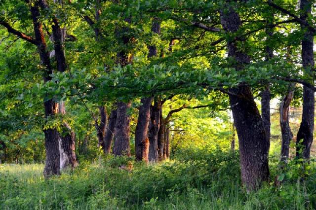 Ценность представляют участки пойменных и припойменных лесов, где доля дуба в сложении древостоя максимальна и наблюдается высокий потенциал его возобновления
