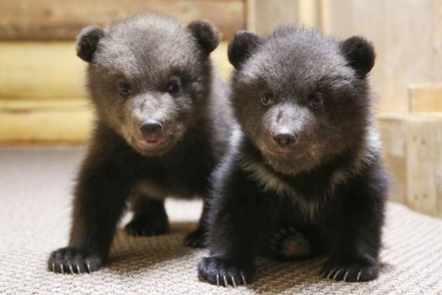 Предложить свои варианты имён для двух маленьких медвежат новгородцы могут в официальном паблике Новгородской области.