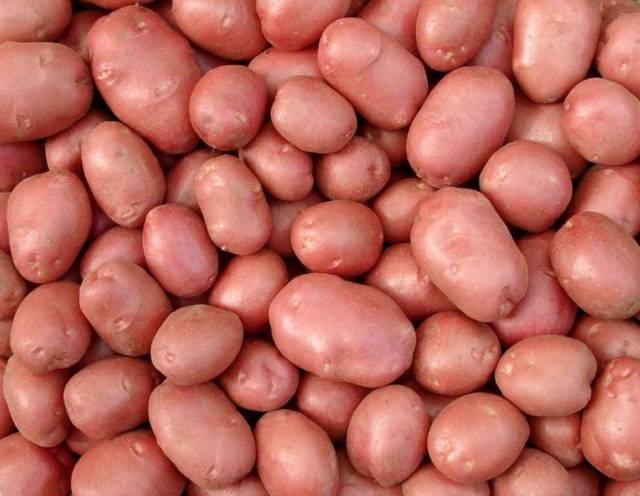 Минсельхоз региона поддерживает развитие первичного семеноводства картофеля.