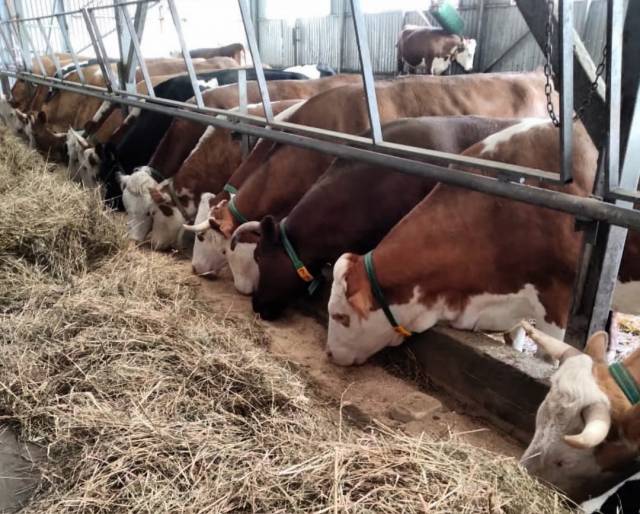 На животноводческой ферме новгородцы познакомились с содержанием коров симментальской породы