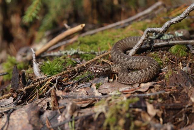 Незабываемые встречи со змеёй в Валдайском национальном парке.