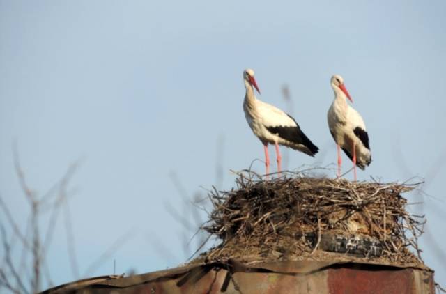 На период весенней миграции и гнездования птиц введён запрет на их беспокойство.