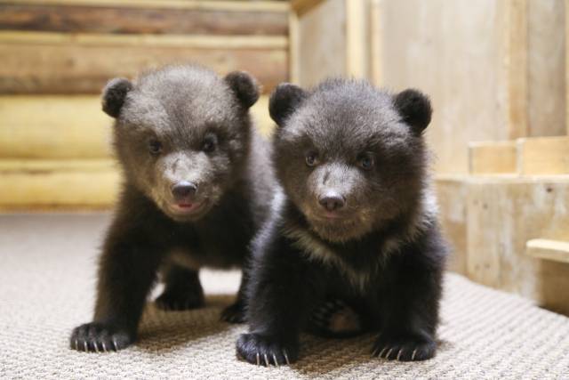 Подробнее про состояние здоровья всех медвежьих малышей будет известно уже в начале следующей недели