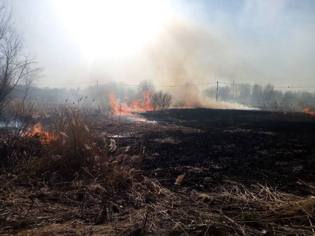 За сутки пожарные подразделения Новгородской области 17 раз выезжали на тушение травы