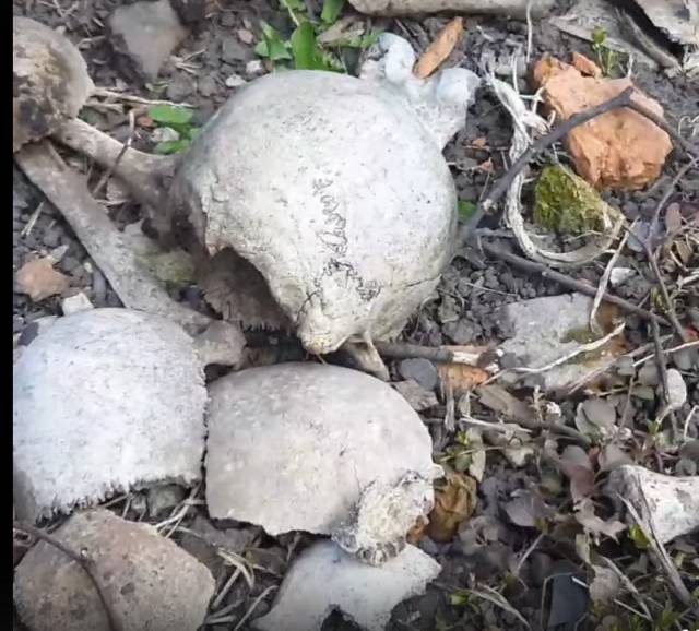 Фрагменты человеческих костей новгородец обнаружил в Кремлёвском парке недалеко от Весёлой горки.
