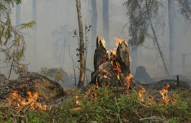 Владимир Путин допустил реструктуризацию кредитов для пострадавших от природных пожаров