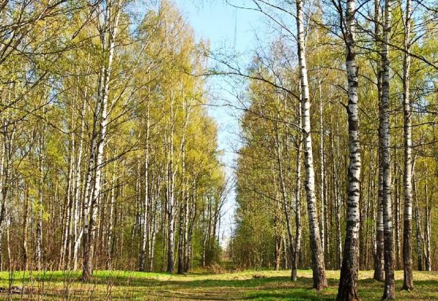 «Берёзовая роща» в Деревяницах участвует во всероссийском рейтинговом голосовании по выбору территорий для благоустройства в 2023 году.