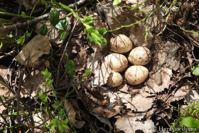 Пять яиц в гнезде вальдшнепа – крайне необычная находка. 