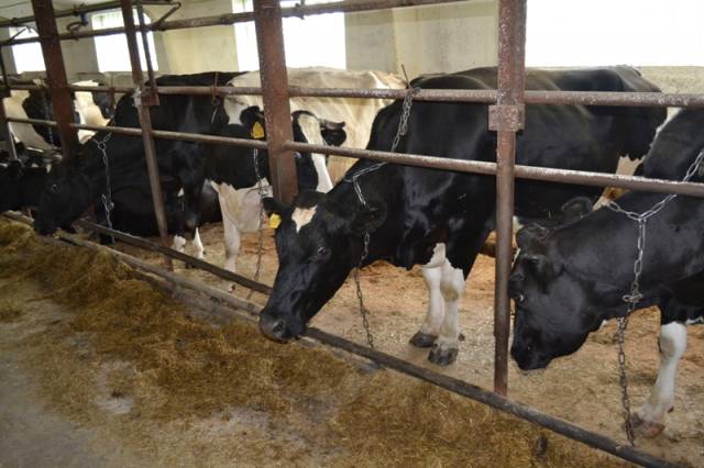 Средний надой молока в расчете на одну корову по сельскохозяйственным организациям составил 2094 кг.