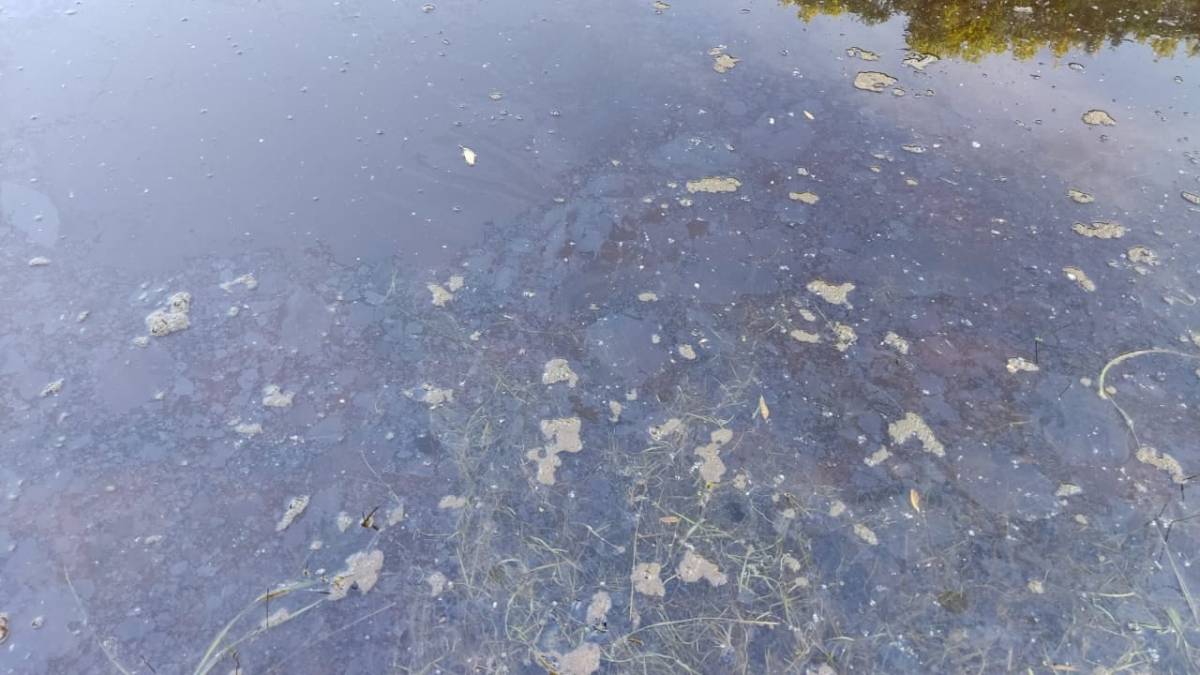 В Новгородском районе проверяется информация о загрязнении Веряжки