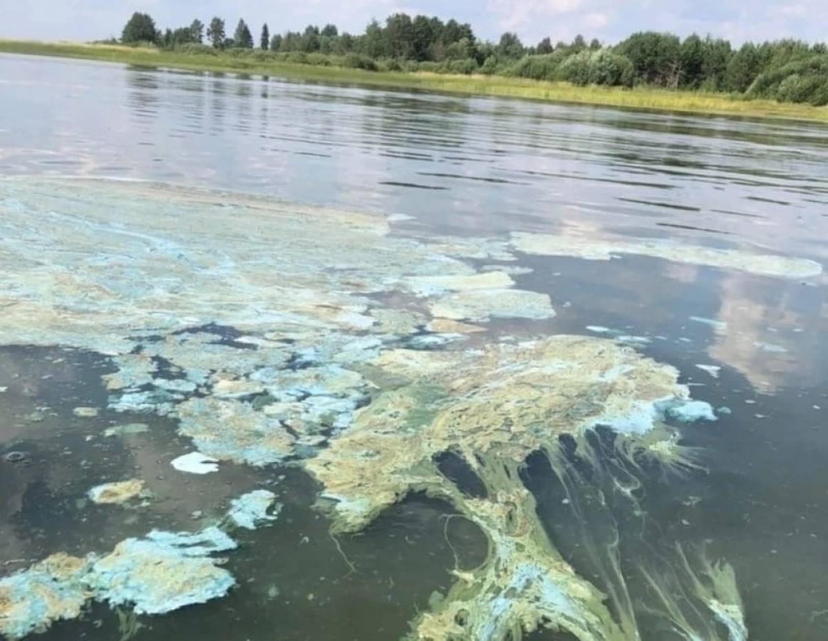 В интернете опубликованы фотографии, свидетельствующие о загрязнении озера Пирос в деревне Узмень Боровичского района.