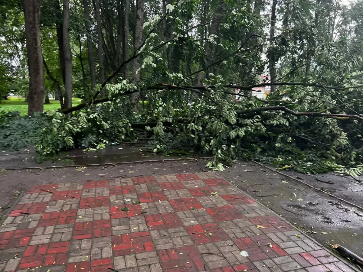 В Великом Новгороде ветром повалило деревья в разных районах города.