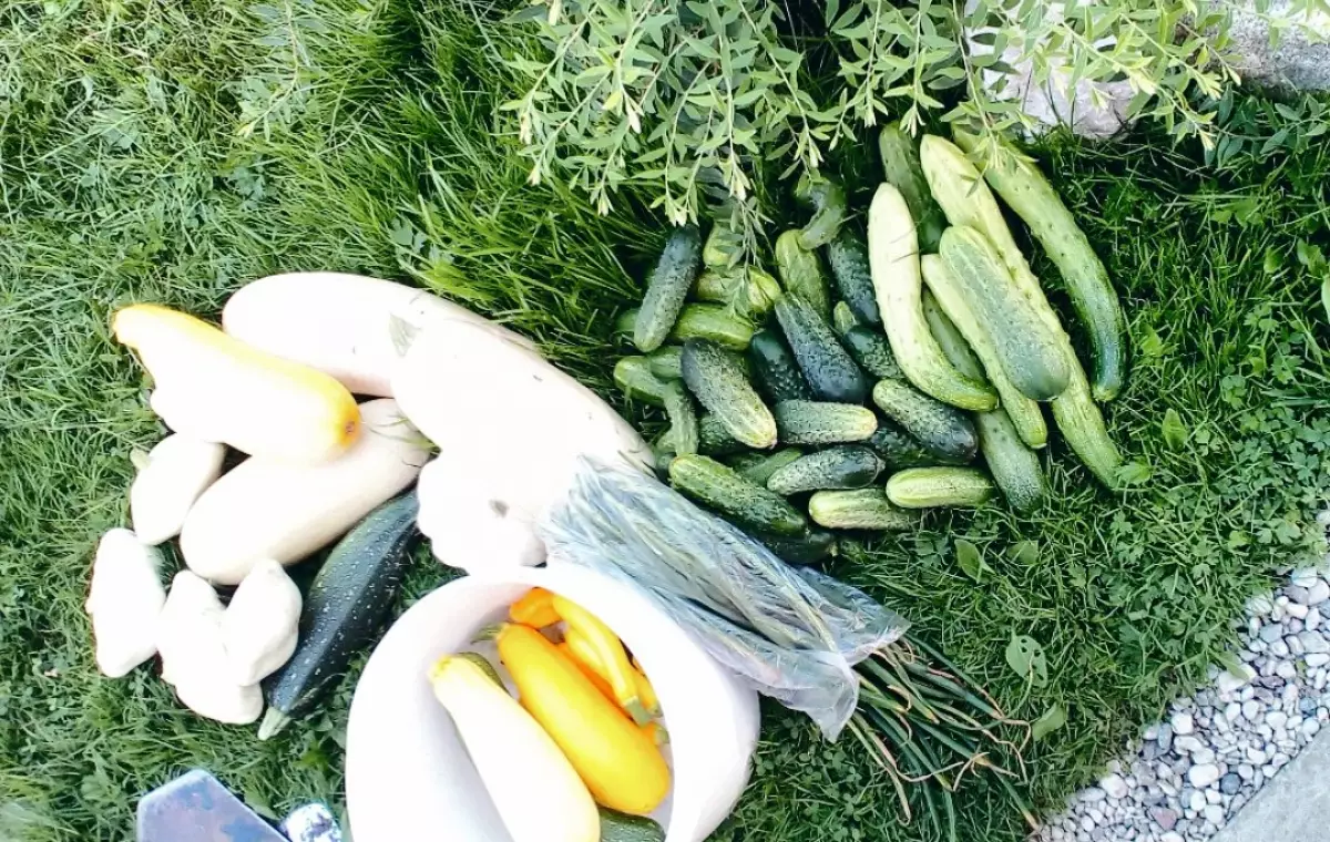Принести в «Вырастай-ку!» можно любые овощи ( свеклу, лук, чеснок, кабачки, морковь, капусту, картофель и многое другое)