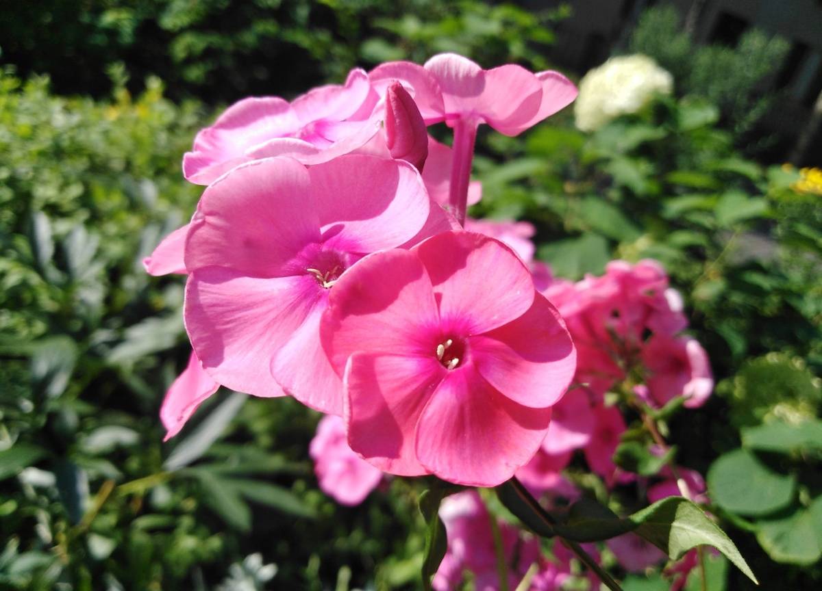 В Новгородской области сохранится 30-градусная жара