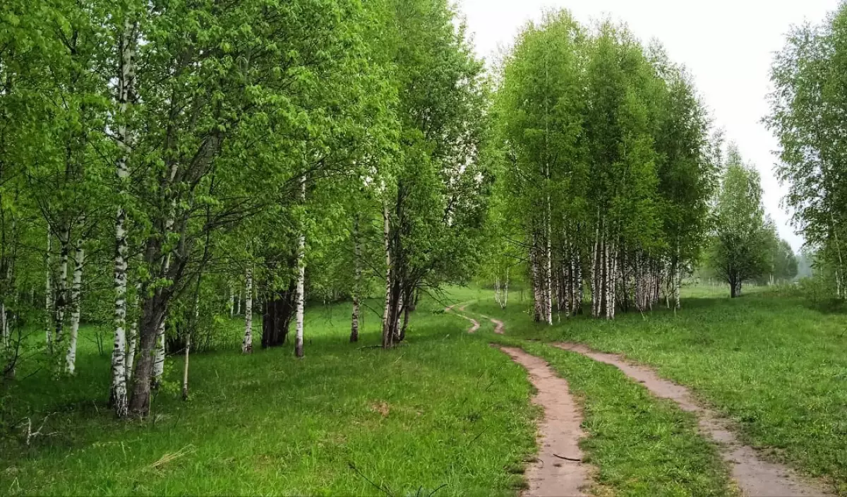 Лес – это уникальное достояние и ценнейший ресурс для развития Новгородчины, для жизни людей