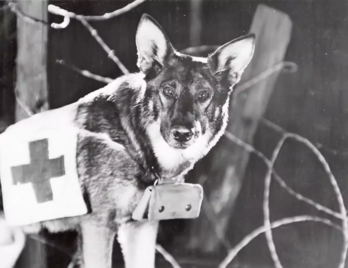 Во время Великой Отечественной войны собаки-санитары вытащили на себе с поля боя более 700 тысяч раненых бойцов.