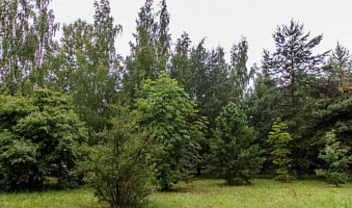 В Новгородской области осталось менее 1% широколиственных лесов |  Новгородские Ведомости