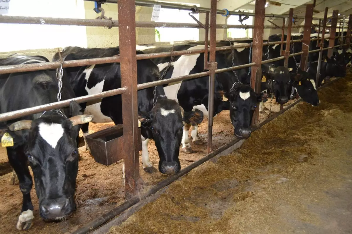 Надой молока в расчёте на одну корову в сельхозорганизациях региона вырос на 1,7%.