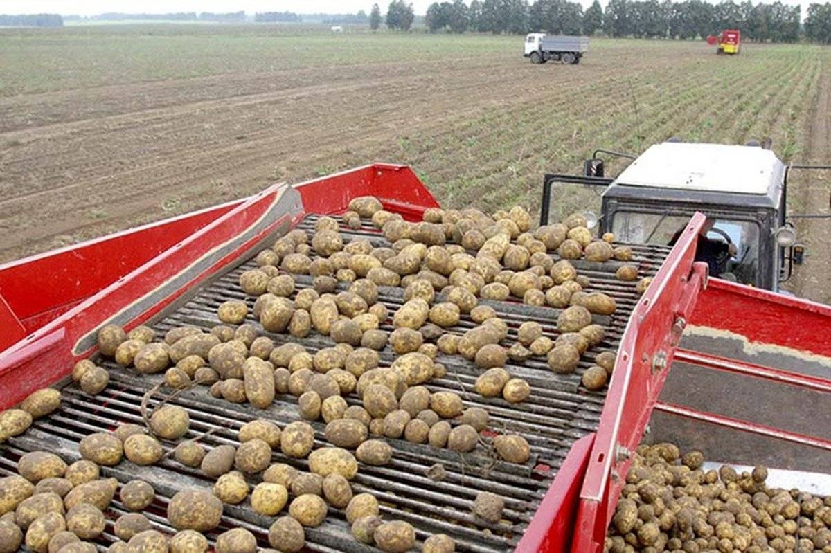 Урожайность картофеля выросла с 21,5 тонн на гектар в 2021 году до до 29,9 в 2022 году.