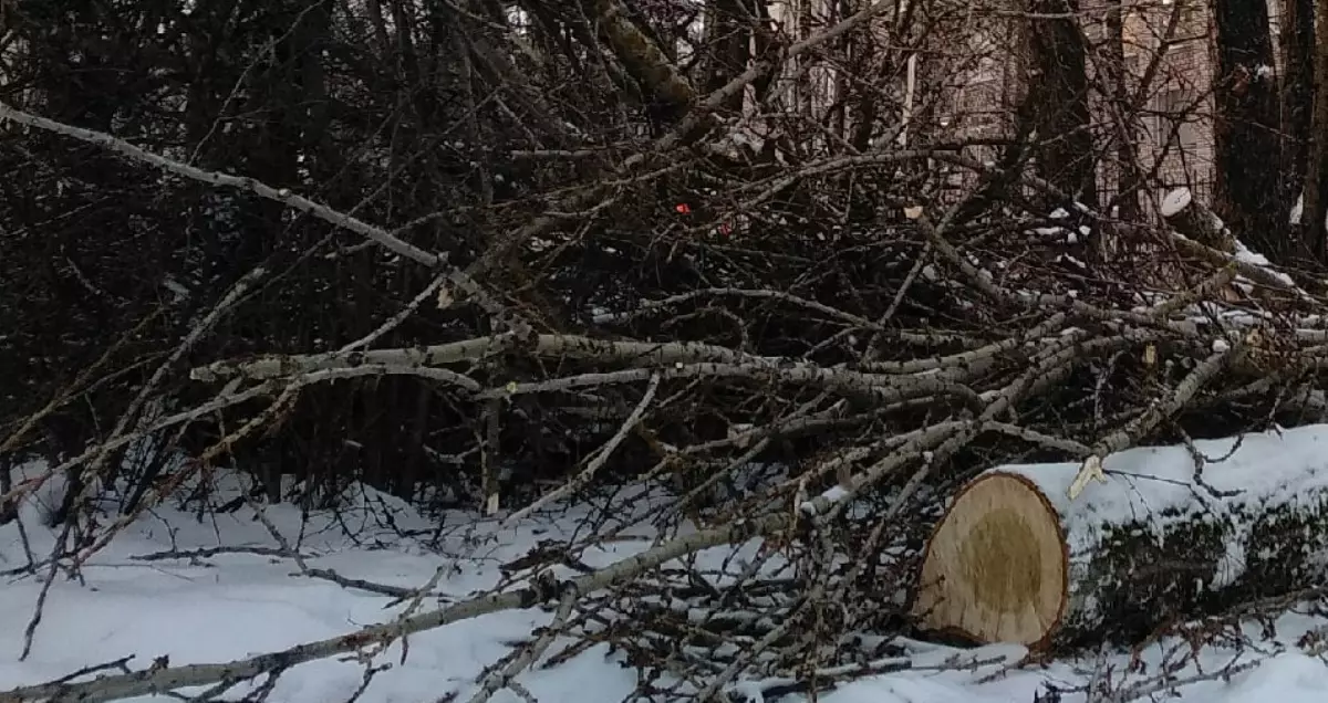 Женщина в деревне Менюша Шимского района совершила как минимум 30 ходок за чужими дровами.