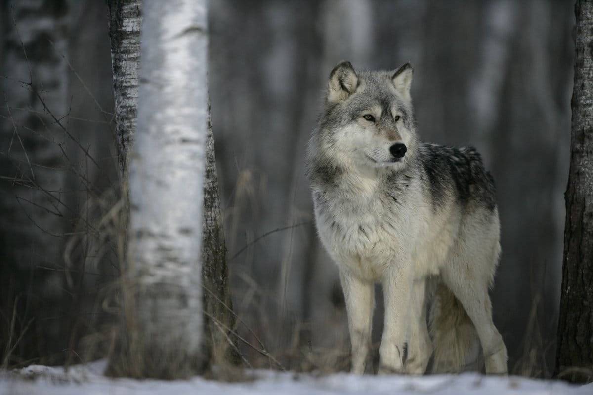 В этом году, начиная с января, в регионе добыли 211 волков.