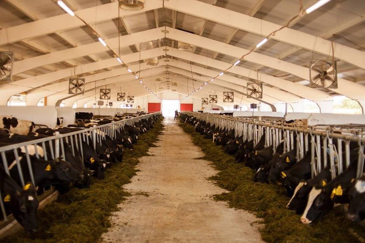 Надой молока в расчёте на одну корову по сельхозорганизациям региона составил 4817 кг.