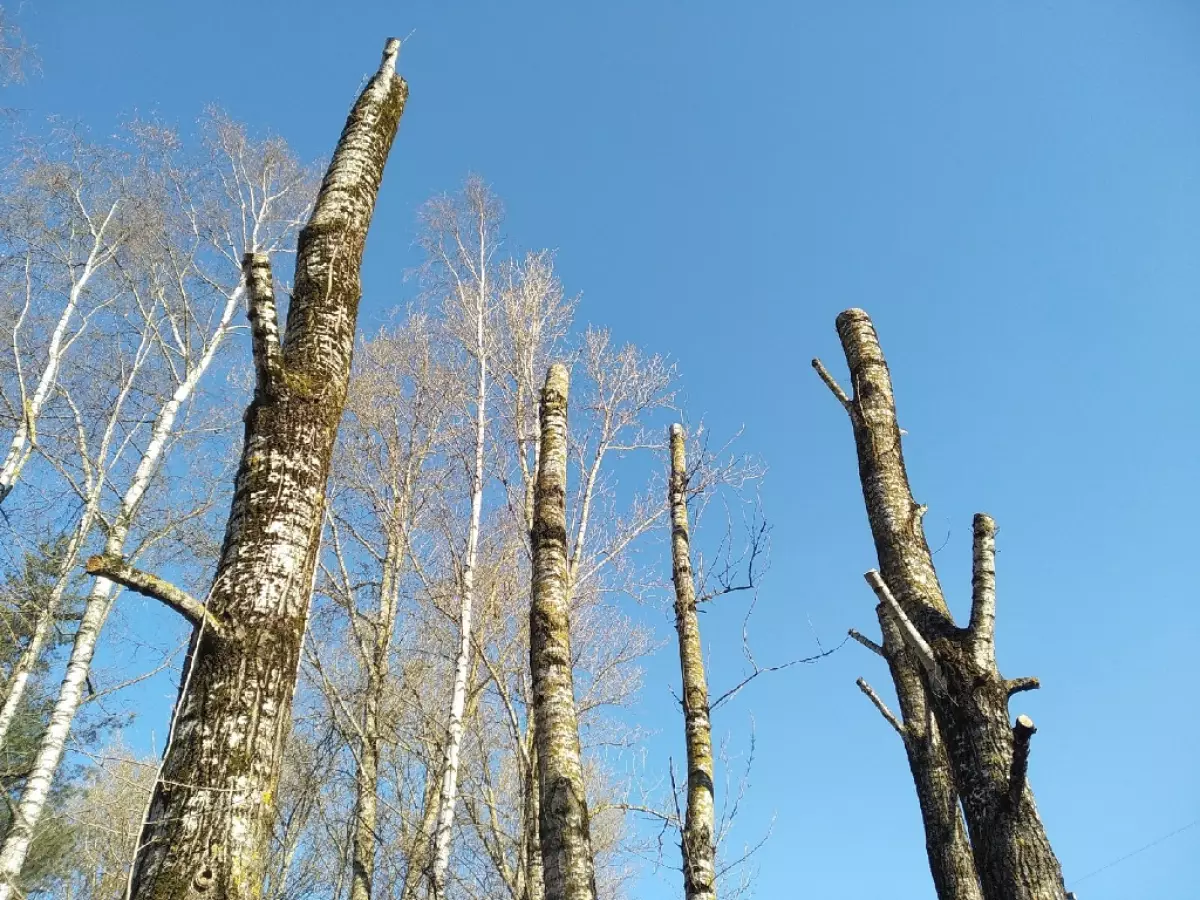 Было вырублено более 2905 деревьев породы ель, берёза, осина.
