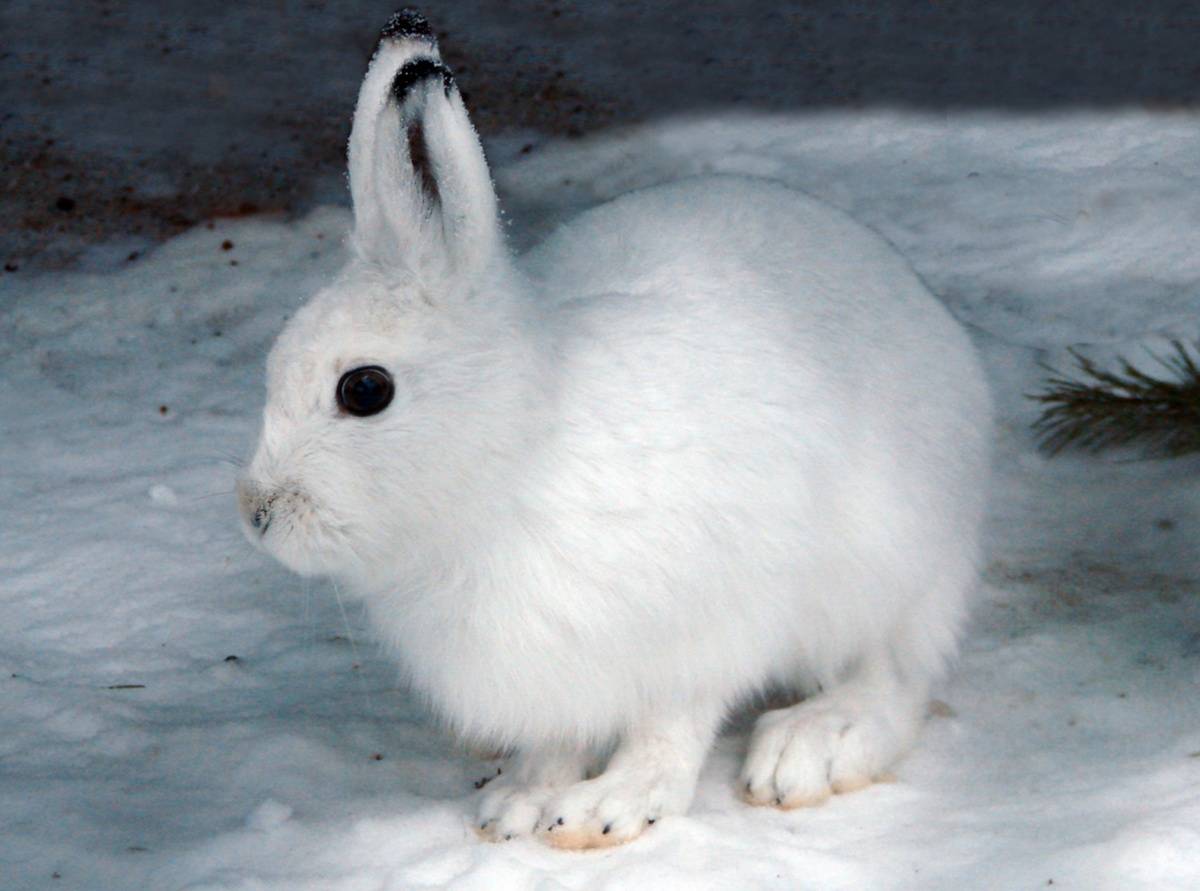 Зайцы-беляки живут активной жизнью круглый год. Если в снежную погоду выйти в лес, с большой вероятностью можно увидеть заячьи следы.