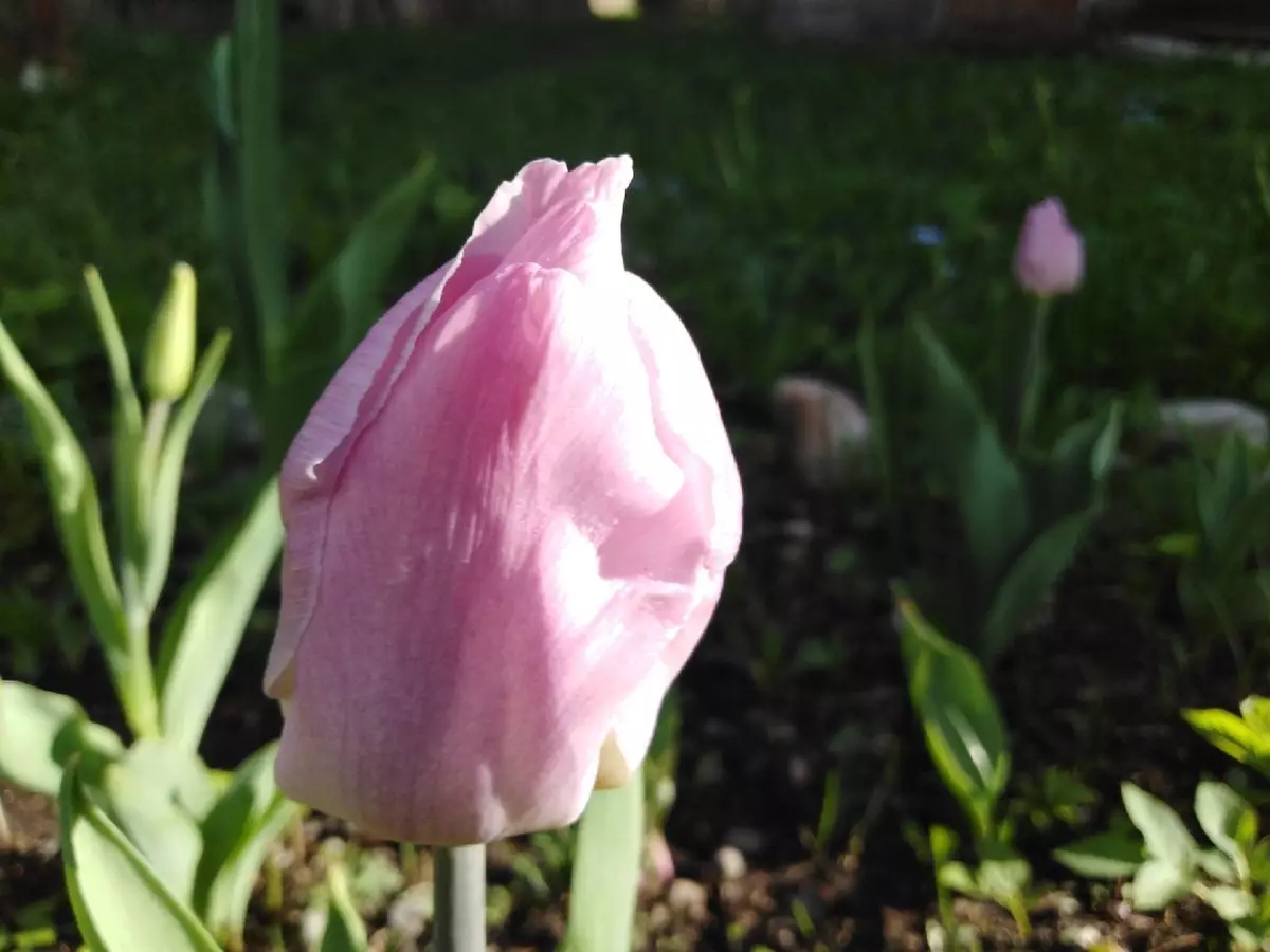 В Валдае высадят тюльпаны, бархатцы, гвоздики, виолы и другие цветы.