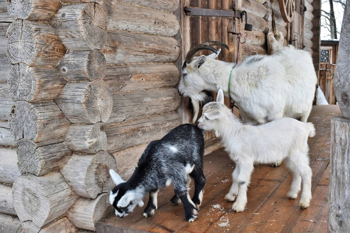 Родившихся на хозяйственном дворе «Витославлиц» козлят назвали Капель, Сахара и Оттепель.