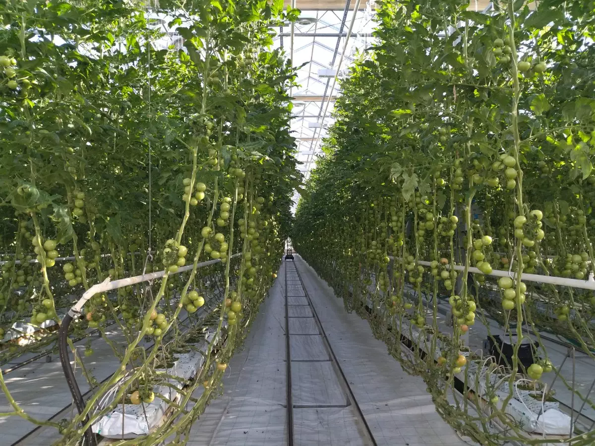 В 2022 году в Новгородской области вырастили 4,1 тысячи тонн помидоров.