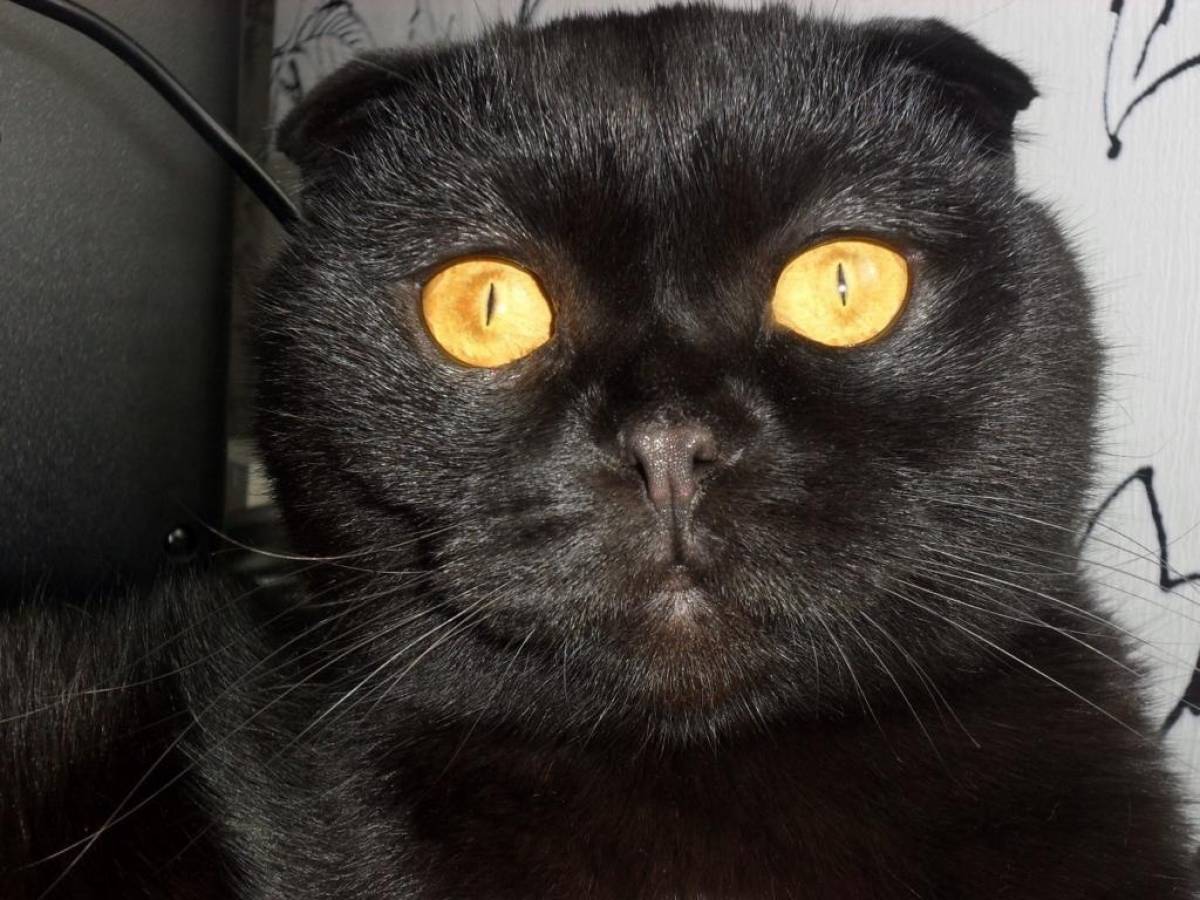 У главы Валдайского района Юрий Стадэ живёт чёрный кот Богдан.