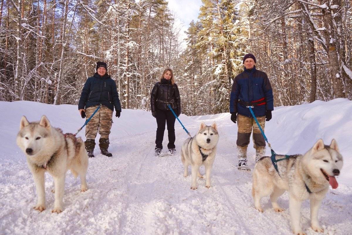 1 марта сотрудники национального парка «Валдайский» в тестовом режиме попробовали пройти вместе с собаками на снегоступах.