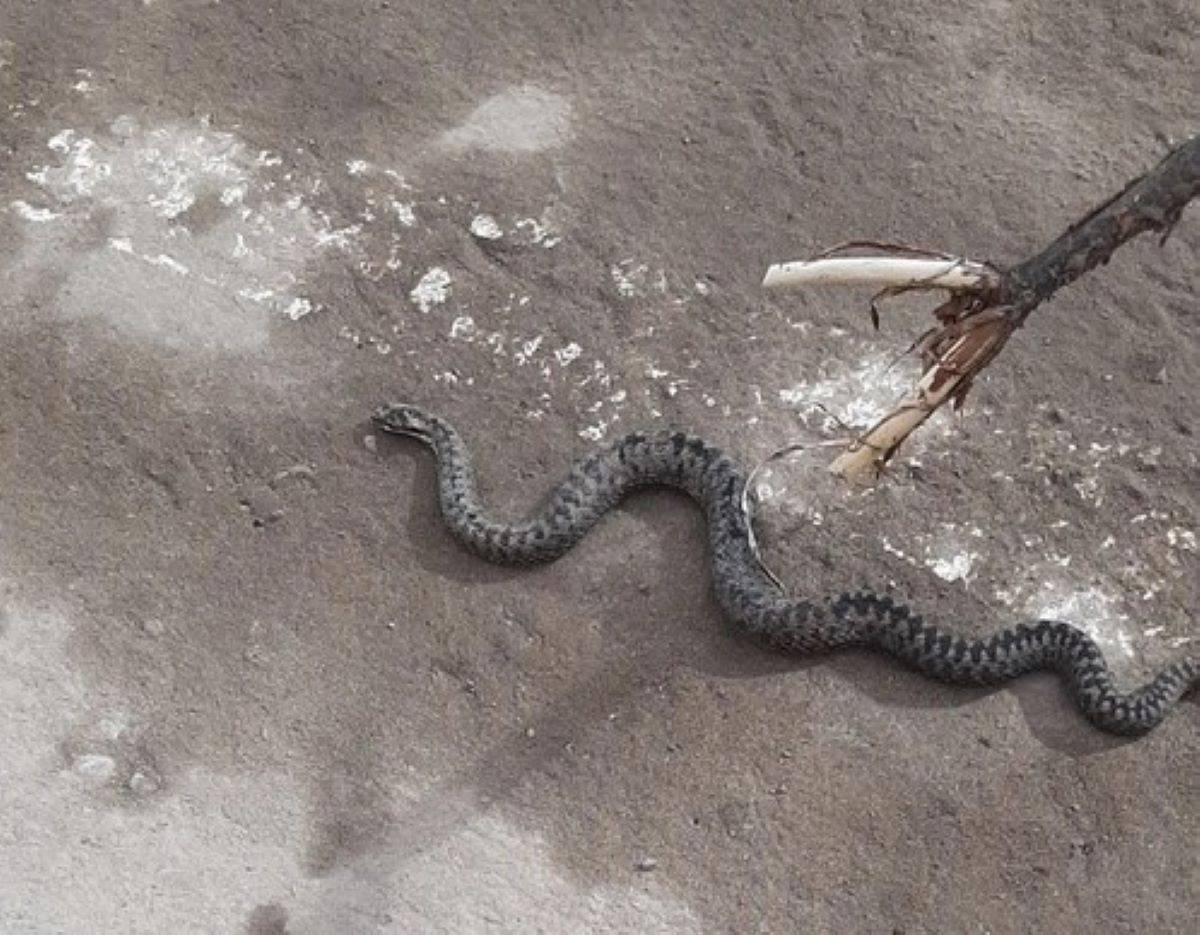 Зимой змеи находится в спячке и выходят из неё после потепления.