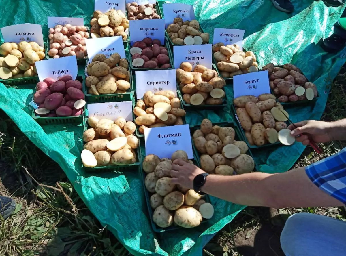 КФХ Ивана Гелетея, которое является семеноводческим хозяйством, предлагает к реализации семенной картофель различных сортов.