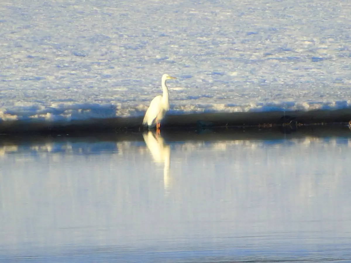 Эта белоснежная изящная птица стала гнездиться даже на территории Новгородской области.
