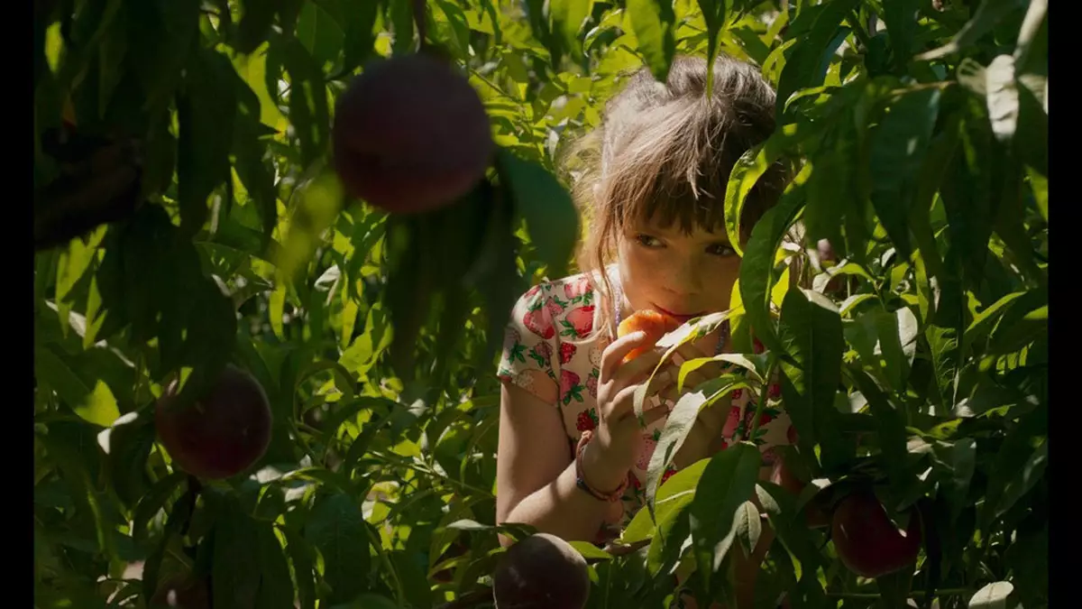 Семья Соле, сколько себя помнит, каждое лето собирает персики в своем саду в Алькаррасе, маленькой деревне в Каталонии.