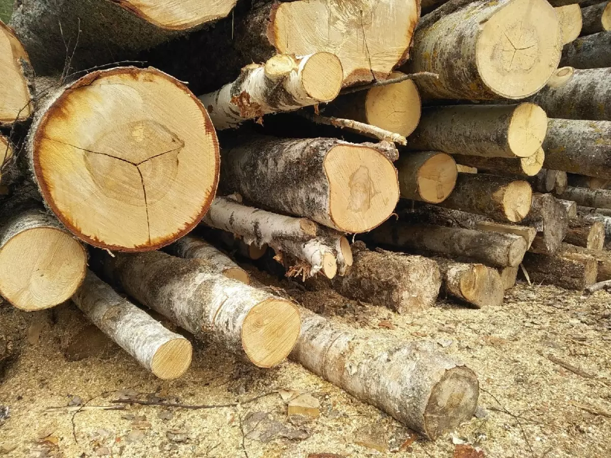 В Валдайском лесничестве незаконно нарубили 3,3 тысячи кубометров деревьев.