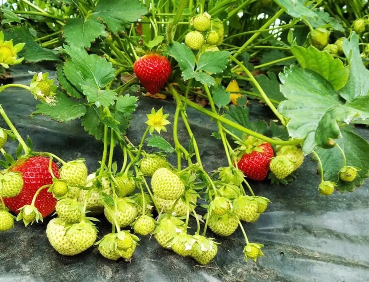 В Медниковском сельском поселении выращивается сорт «Полка»