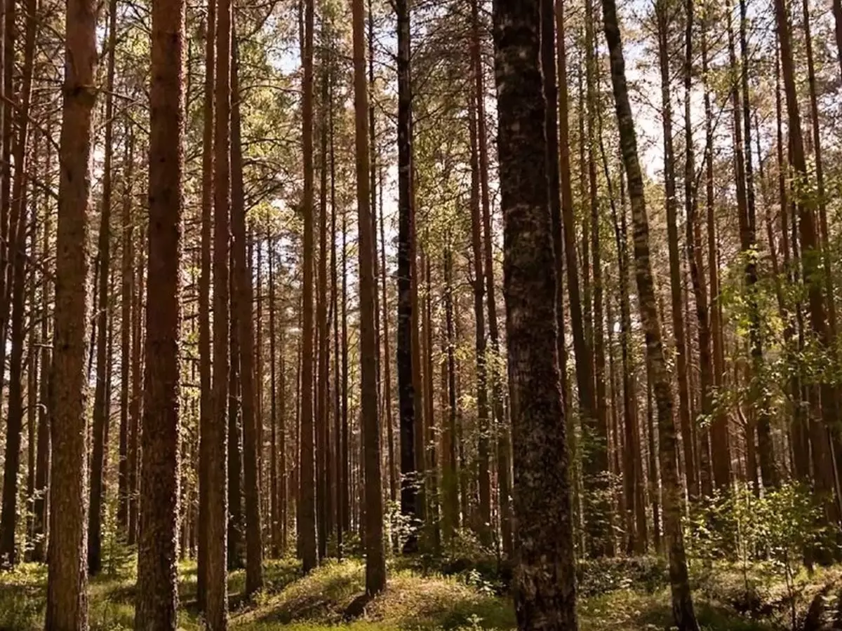 Леса национального парка «Валдайский» – отличное место для безмятежного отдыха.