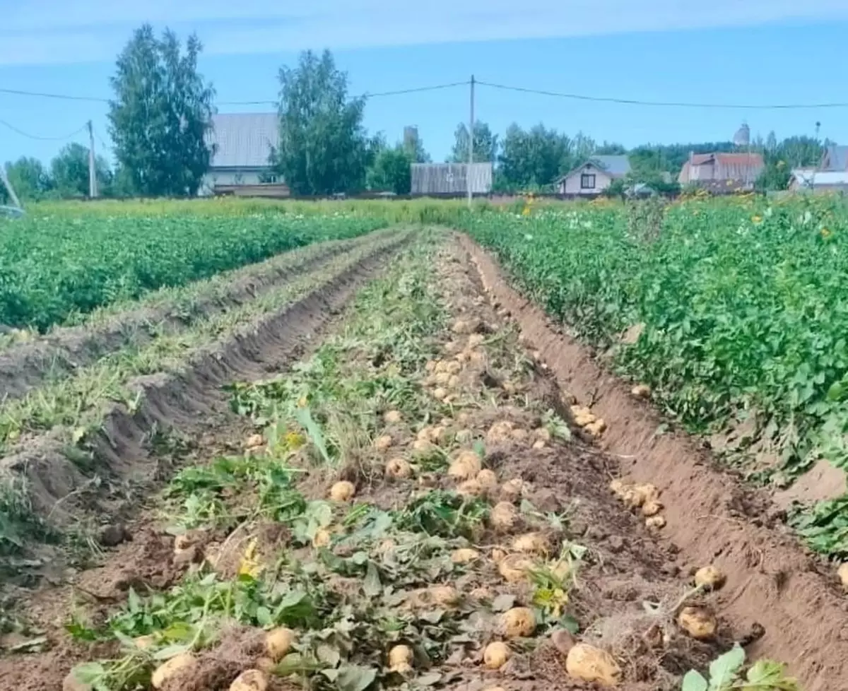 К сбору первого урожая картофеля приступили в крестьянско-фермерском хозяйстве Ивана Пиреева.